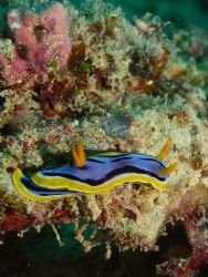 Nudi- Found three of these on one dive. Enjoy C5060 L&M M... by Joshua Miles 